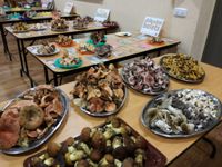 Estada Tocats pels bolets, exposici&oacute;