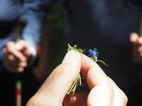 Estada de plantes remeieres, flors